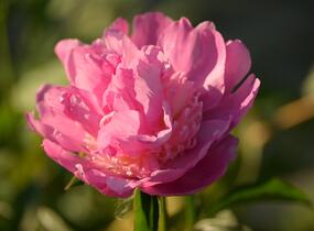 Pivoňka bělokvětá 'Sorbet' - Paeonia lactiflora 'Sorbet'