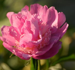 Pivoňka bělokvětá 'Sorbet' - Paeonia lactiflora 'Sorbet'