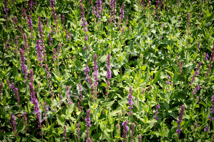 Šalvěj hajní 'Amethyst' - Salvia nemorosa 'Amethyst'