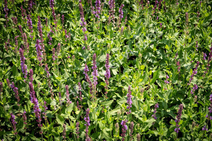 Šalvěj hajní 'Amethyst' - Salvia nemorosa 'Amethyst'