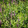 Šalvěj hajní 'Amethyst' - Salvia nemorosa 'Amethyst'