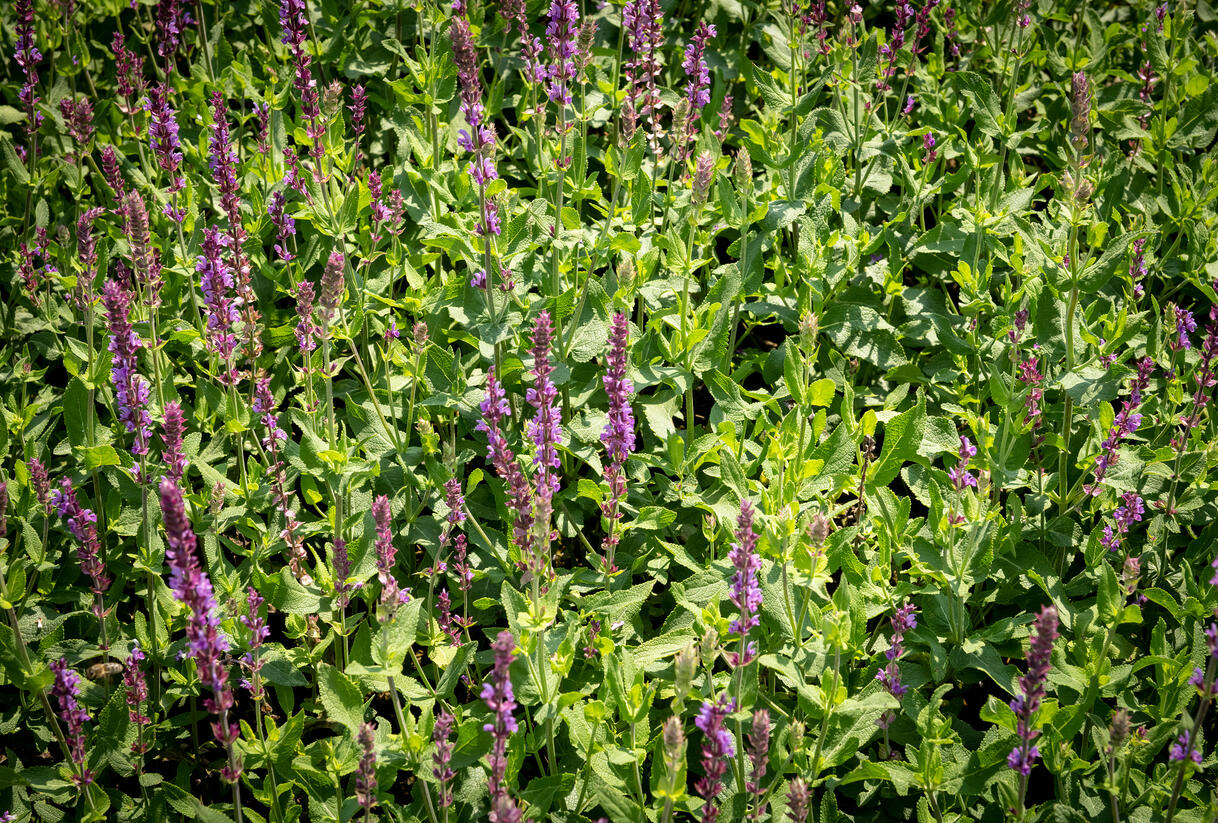 Šalvěj hajní 'Amethyst' - Salvia nemorosa 'Amethyst'