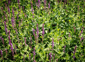 Šalvěj hajní 'Amethyst' - Salvia nemorosa 'Amethyst'