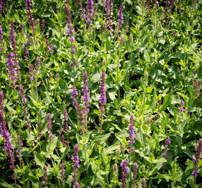 Šalvěj hajní 'Amethyst' - Salvia nemorosa 'Amethyst'