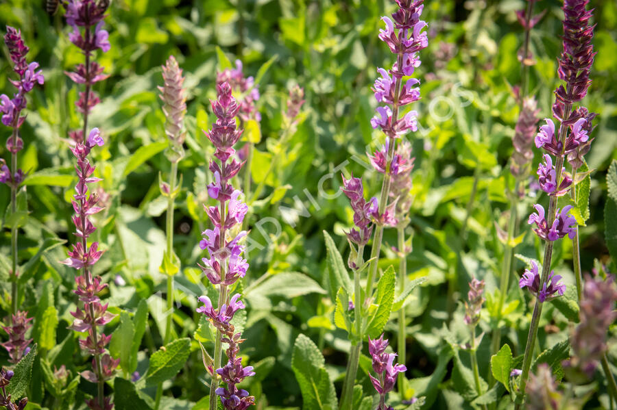 Šalvěj hajní 'Amethyst' - Salvia nemorosa 'Amethyst'