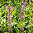 Šalvěj hajní 'Amethyst' - Salvia nemorosa 'Amethyst'