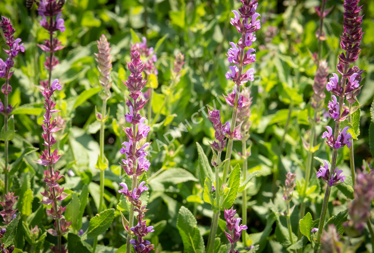 Šalvěj hajní 'Amethyst' - Salvia nemorosa 'Amethyst'