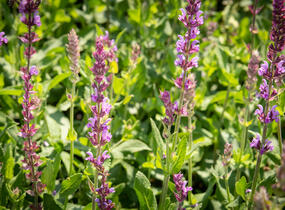 Šalvěj hajní 'Amethyst' - Salvia nemorosa 'Amethyst'