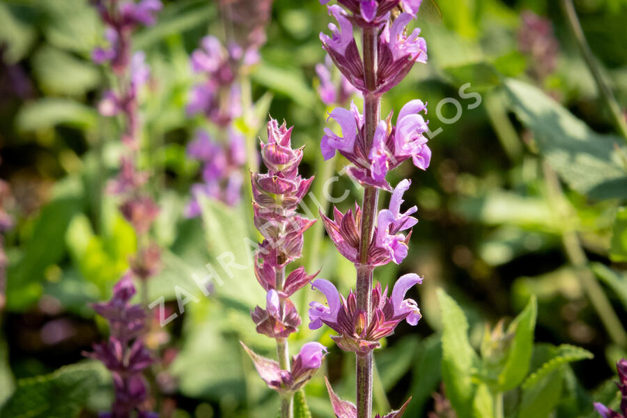 Šalvěj hajní 'Amethyst' - Salvia nemorosa 'Amethyst'