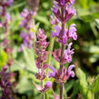 Šalvěj hajní 'Amethyst' - Salvia nemorosa 'Amethyst'