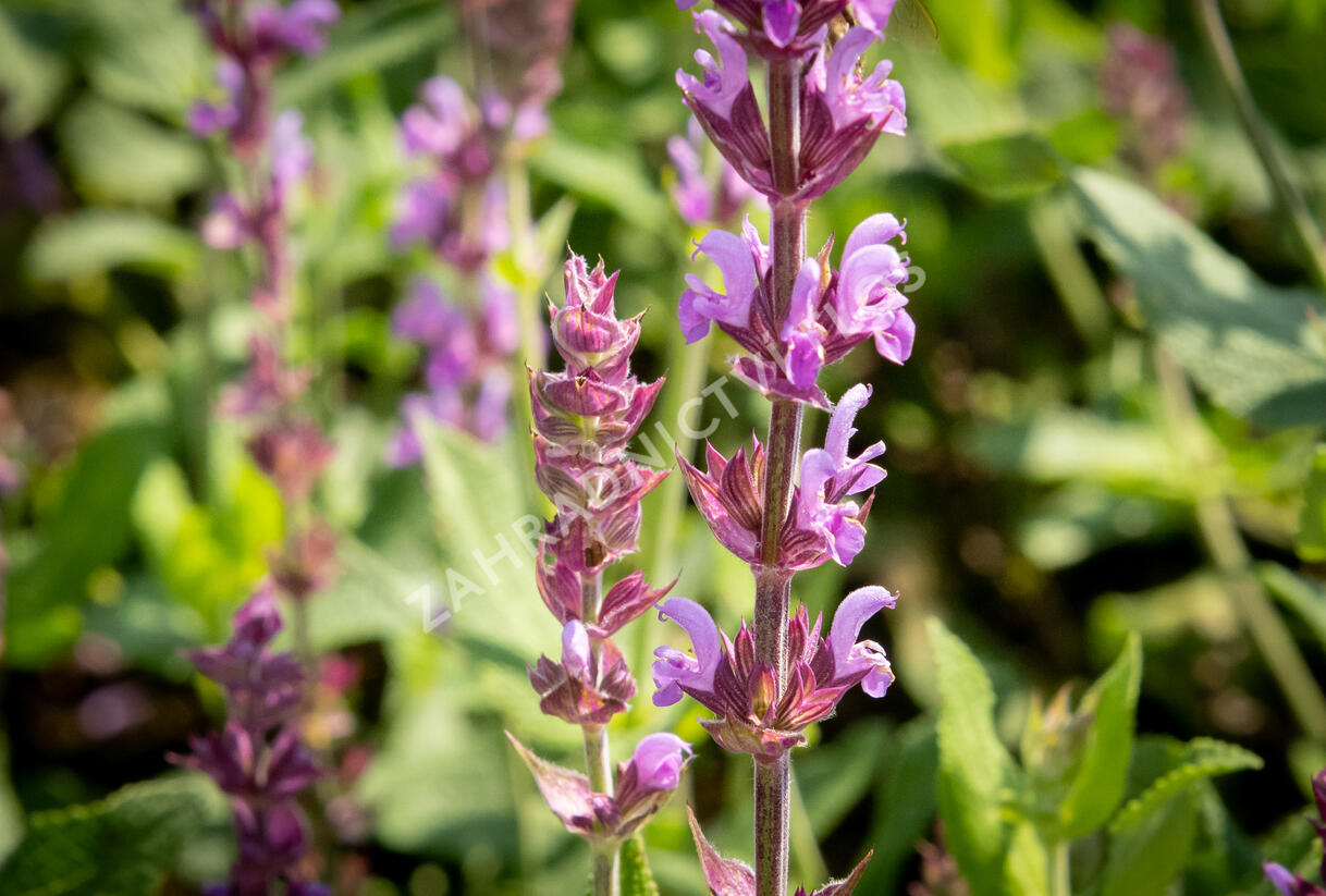 Šalvěj hajní 'Amethyst' - Salvia nemorosa 'Amethyst'