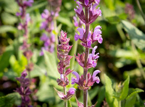 Šalvěj hajní 'Amethyst' - Salvia nemorosa 'Amethyst'