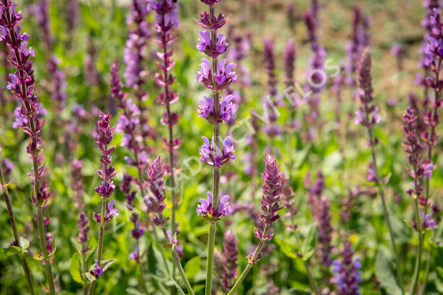 Šalvěj hajní 'Amethyst' - Salvia nemorosa 'Amethyst'