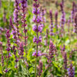 Šalvěj hajní 'Amethyst' - Salvia nemorosa 'Amethyst'