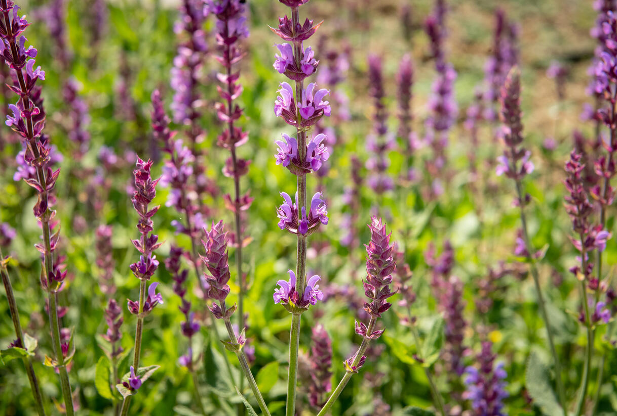 Šalvěj hajní 'Amethyst' - Salvia nemorosa 'Amethyst'