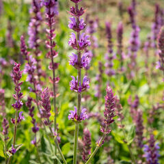 Šalvěj hajní 'Amethyst' - Salvia nemorosa 'Amethyst'