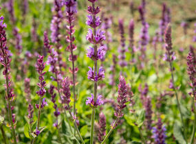 Šalvěj hajní 'Amethyst' - Salvia nemorosa 'Amethyst'