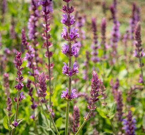 Šalvěj hajní 'Amethyst' - Salvia nemorosa 'Amethyst'