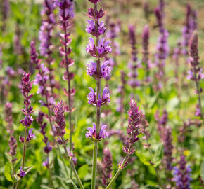 Šalvěj hajní 'Amethyst' - Salvia nemorosa 'Amethyst'