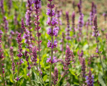 Šalvěj hajní 'Amethyst'