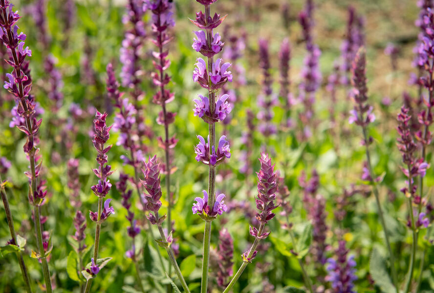 Šalvěj hajní 'Amethyst' - Salvia nemorosa 'Amethyst'