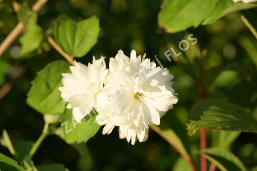 Pustoryl 'Minnesota Snowflake' - Philadelphus 'Minnesota Snowflake'