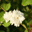 Pustoryl 'Minnesota Snowflake' - Philadelphus 'Minnesota Snowflake'