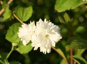 Pustoryl 'Minnesota Snowflake' - Philadelphus 'Minnesota Snowflake'