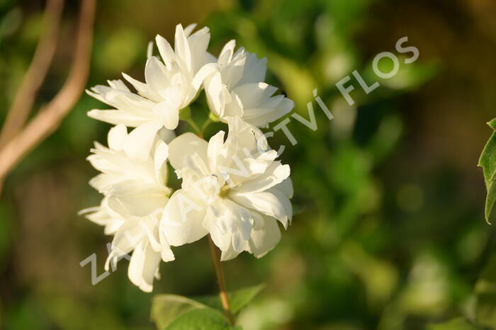 Pustoryl 'Minnesota Snowflake' - Philadelphus 'Minnesota Snowflake'
