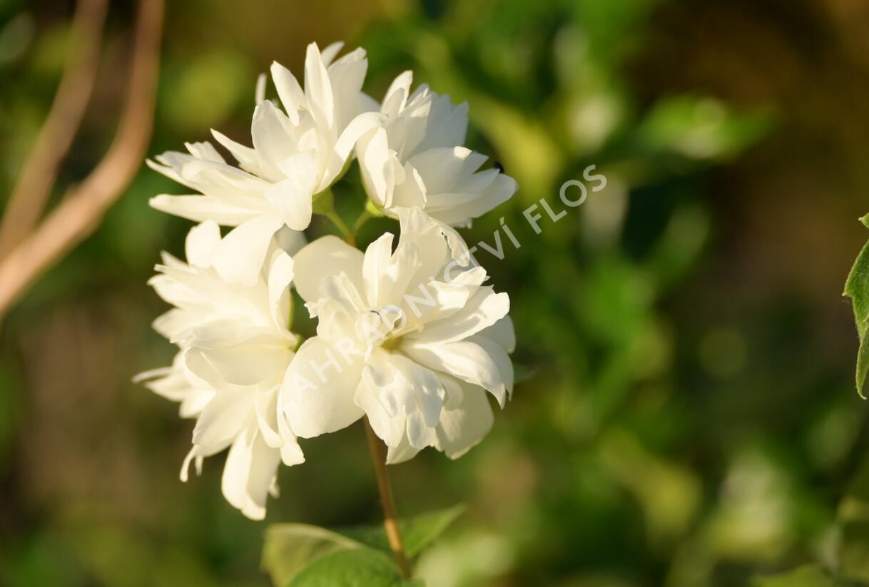Pustoryl 'Minnesota Snowflake' - Philadelphus 'Minnesota Snowflake'