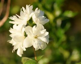 Pustoryl 'Minnesota Snowflake'