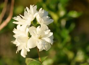 Pustoryl 'Minnesota Snowflake' - Philadelphus 'Minnesota Snowflake'