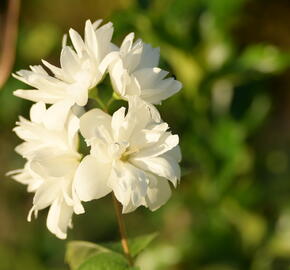 Pustoryl 'Minnesota Snowflake' - Philadelphus 'Minnesota Snowflake'