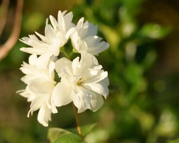 Pustoryl 'Minnesota Snowflake'