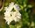 Pustoryl 'Minnesota Snowflake'
