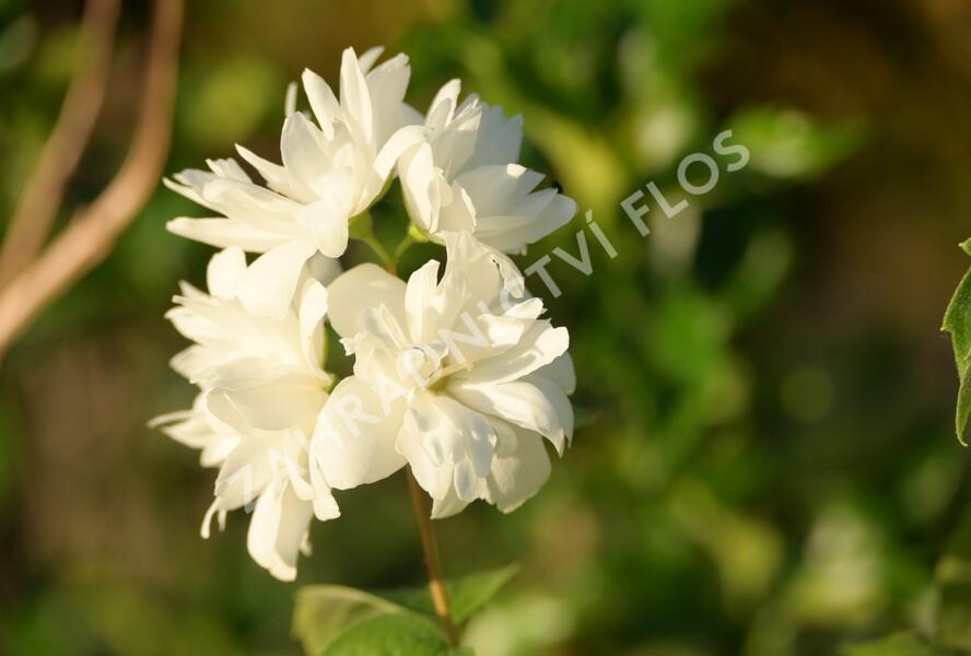 Pustoryl 'Minnesota Snowflake' - Philadelphus 'Minnesota Snowflake'