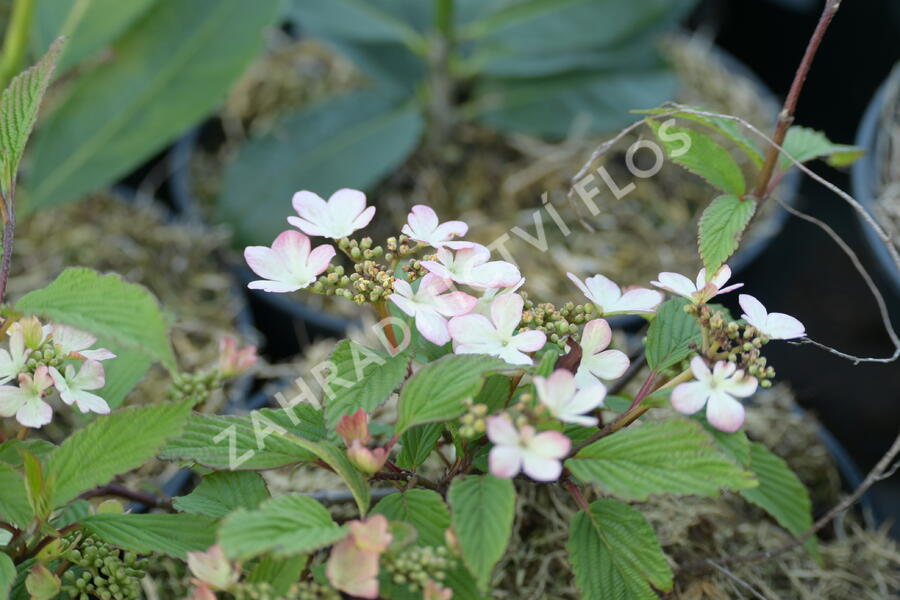 Kalina japonská 'Kilimandjaro' - Viburnum plicatum 'Kilimandjaro'