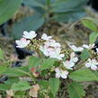 Kalina japonská 'Kilimandjaro' - Viburnum plicatum 'Kilimandjaro'