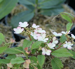 Kalina japonská 'Kilimandjaro' - Viburnum plicatum 'Kilimandjaro'