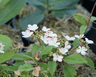 Kalina japonská 'Kilimandjaro'