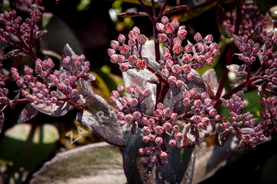 Rozchodník nachový 'Black Knight' - Sedum telephium 'Black Knight'