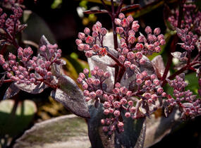 Rozchodník nachový 'Black Knight' - Sedum telephium 'Black Knight'