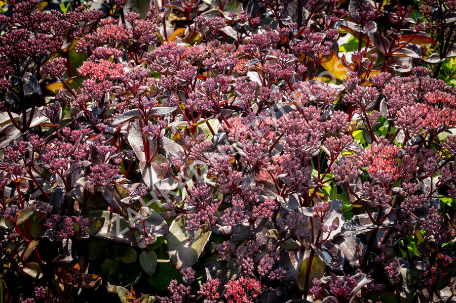 Rozchodník nachový 'Black Knight' - Sedum telephium 'Black Knight'