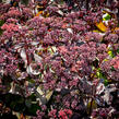 Rozchodník nachový 'Black Knight' - Sedum telephium 'Black Knight'
