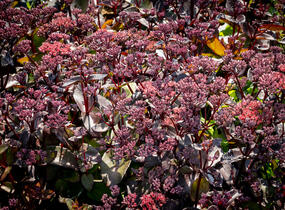 Rozchodník nachový 'Black Knight' - Sedum telephium 'Black Knight'