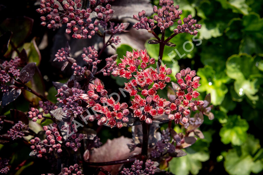 Rozchodník nachový 'Black Knight' - Sedum telephium 'Black Knight'