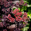 Rozchodník nachový 'Black Knight' - Sedum telephium 'Black Knight'
