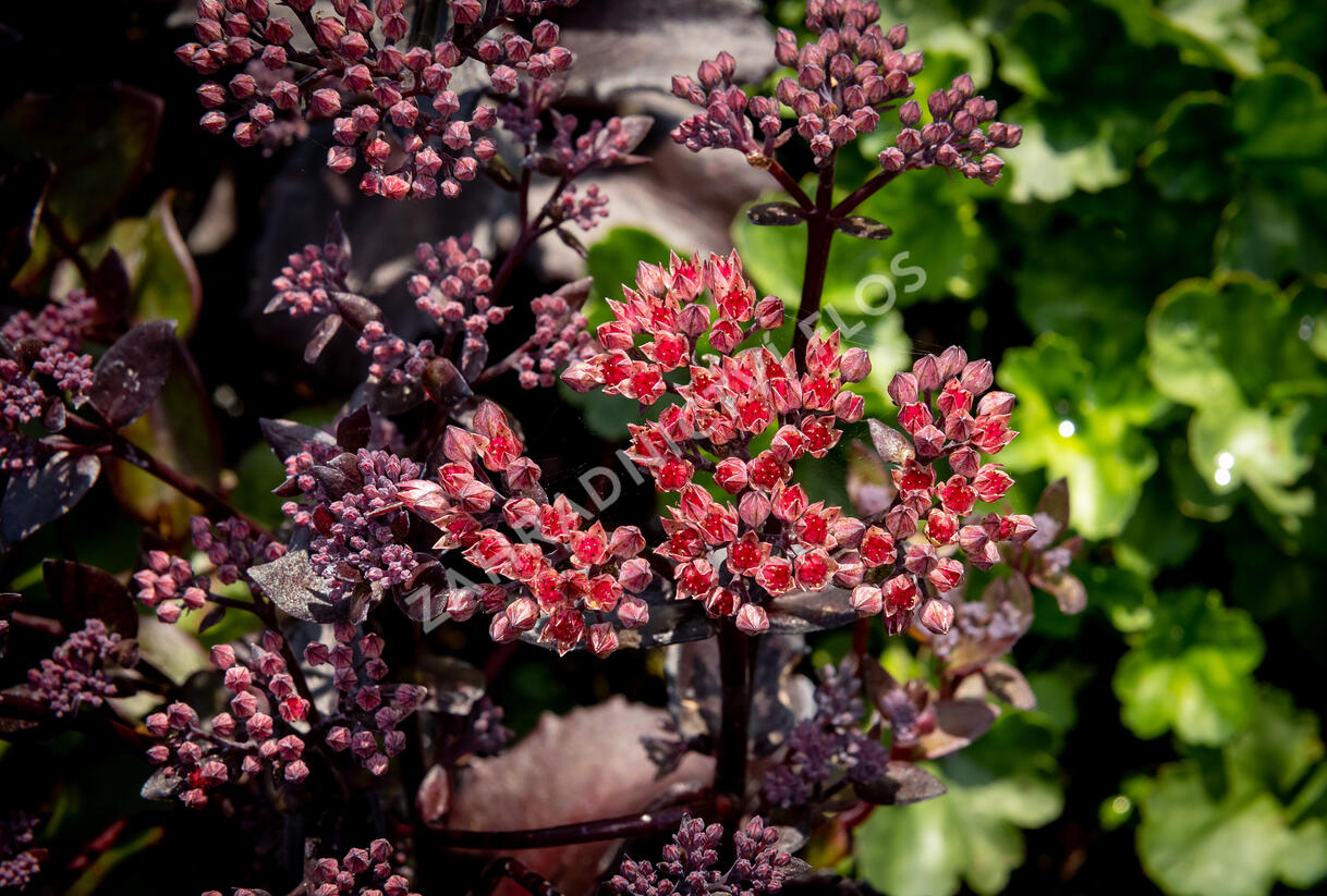 Rozchodník nachový 'Black Knight' - Sedum telephium 'Black Knight'