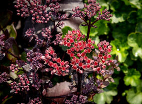 Rozchodník nachový 'Black Knight' - Sedum telephium 'Black Knight'