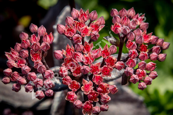 Rozchodník nachový 'Black Knight' - Sedum telephium 'Black Knight'